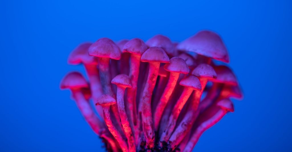 Psilocybin mushrooms