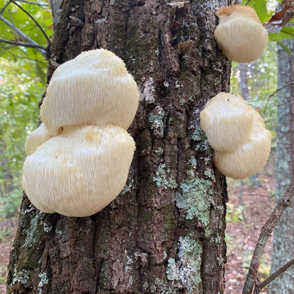 Lions Mane Mushroom