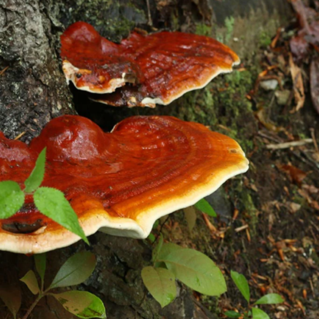 Reishi mushroom