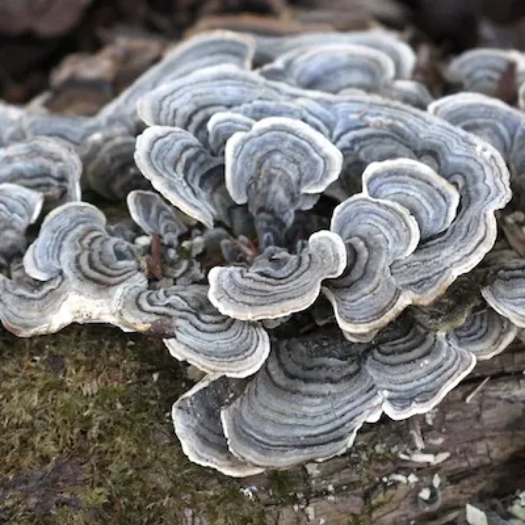 Turkey Tail mushroom