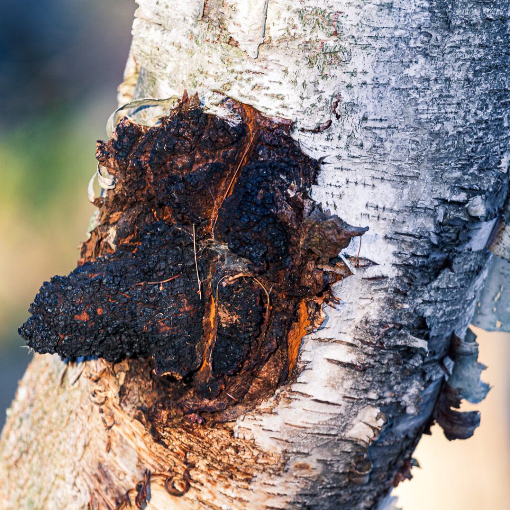 Chaga Mushroom