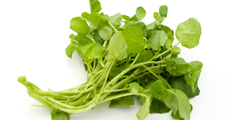 Watercress: Earth’s Healthiest Vegetable - The Health Insider