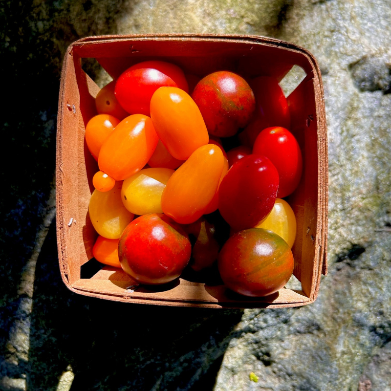 Organic cherry tomatoes