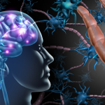 Vagus nerve