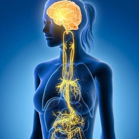 Vagus nerve