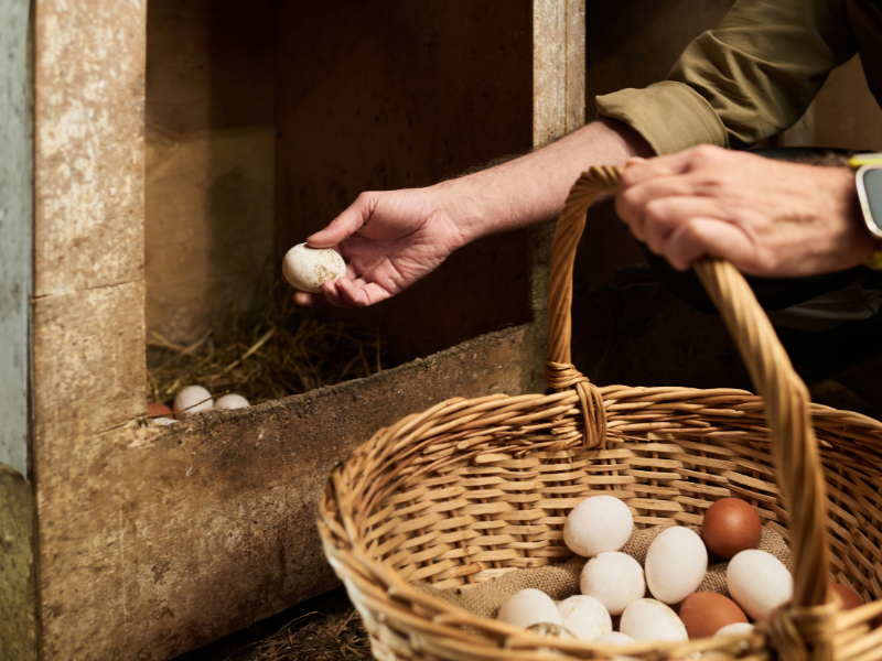 Farm fresh eggs