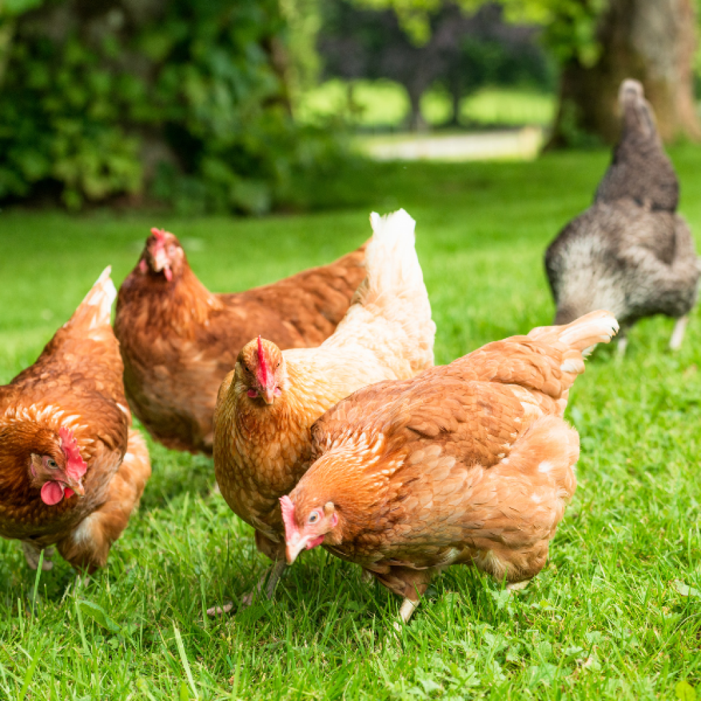 Free range hens