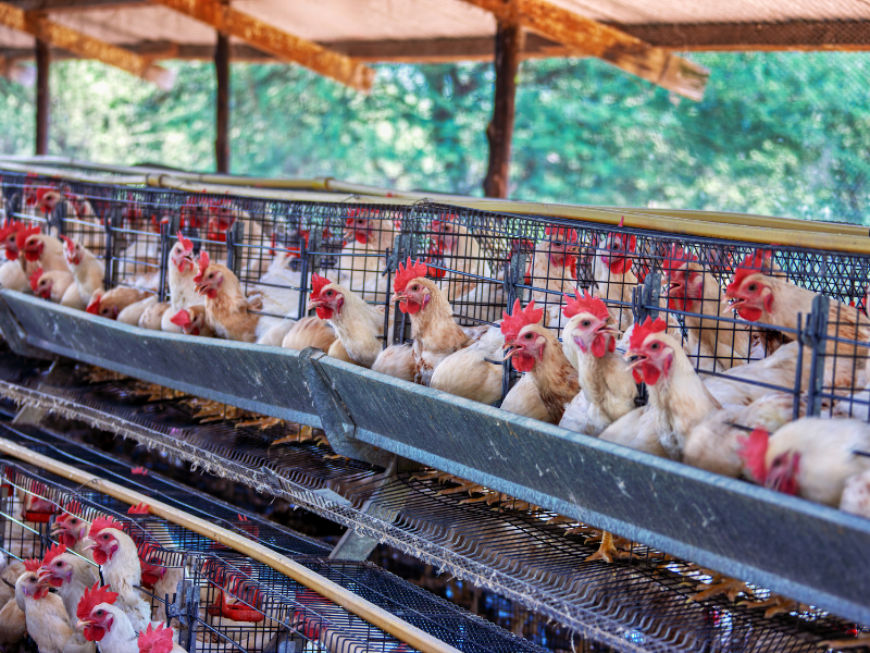 Battery caged hens