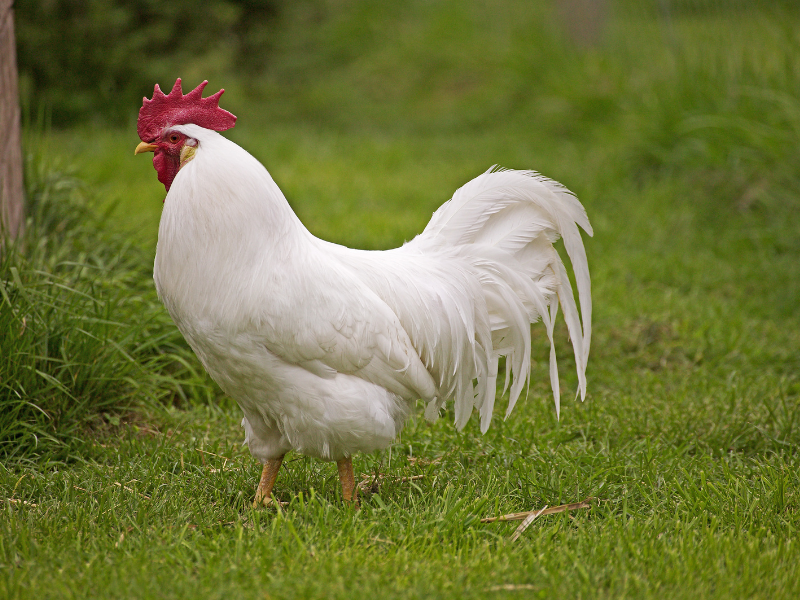 Leghorn Hen
