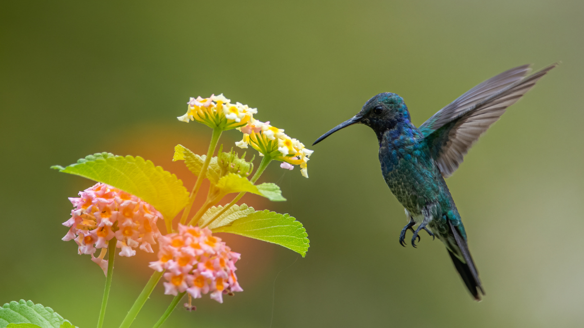 bird watching
