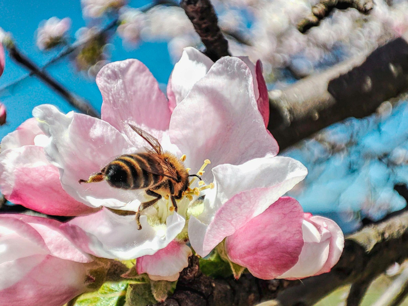 wildflower honey